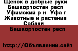 Щенок в добрые руки - Башкортостан респ., Уфимский р-н, Уфа г. Животные и растения » Собаки   . Башкортостан респ.